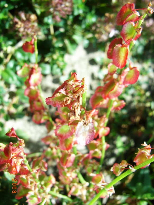 Rumex scutatus / Romice scudato